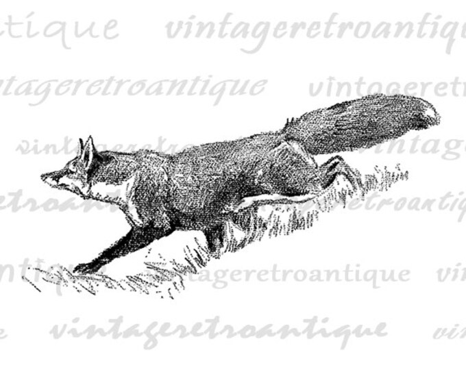 Fox Graphic Printable Digital Animal Image Download Illustration Jpg Png Eps HQ 300dpi No.4122