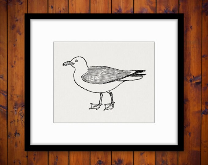 Printable Image Seagull Graphic Bird Illustration Download Digital Vintage Clip Art Jpg Png Eps HQ 300dpi No.983