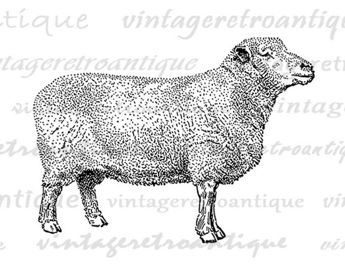 Printable Southdown Sheep Digital Image Illustration Download Graphic Vintage Clip Art Jpg Png Eps HQ 300dpi No.3262