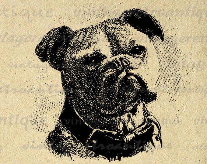 Printable Image Bulldog Graphic Dog Download Digital Vintage Clip Art Jpg Png Eps HQ 300dpi No.648