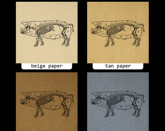 Printable Pig Diagram Graphic Image Digital Download Artwork Antique Clip Art Jpg Png Eps HQ 300dpi No.3445