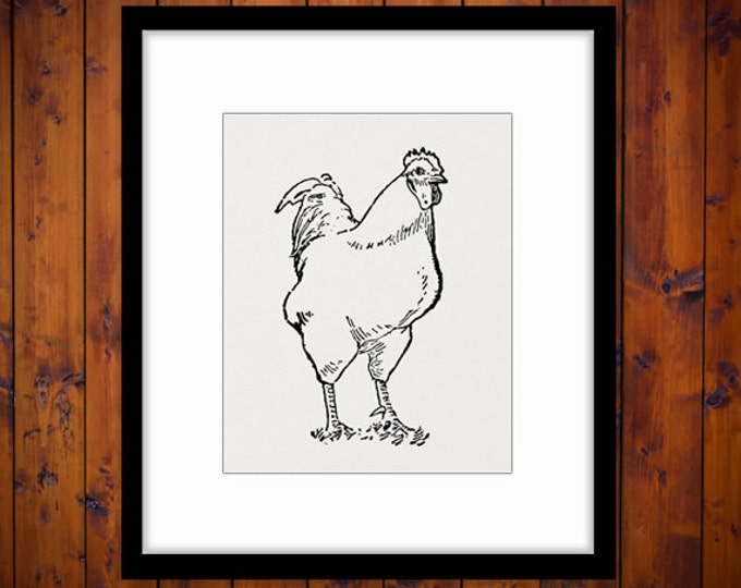 Chicken Graphic Digital Download Illustration Printable Farm Animal Image Vintage Clip Art Jpg Png Eps HQ 300dpi No.3093