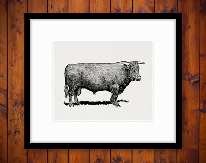 Printable Devon Bull Cow Digital Download Farm Animal Graphic Image Vintage Clip Art Jpg Png Eps HQ 300dpi No.3546