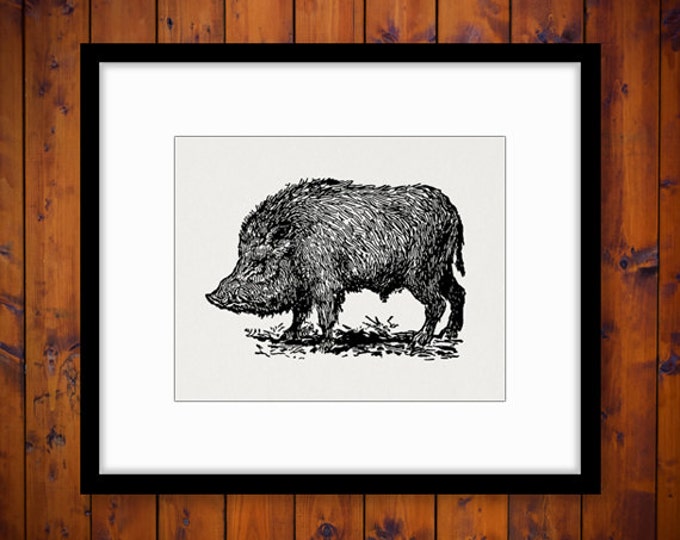 Printable Wild Boar Digital Image Antique Illustration Graphic Download Vintage Clip Art Jpg Png Eps HQ 300dpi No.3242