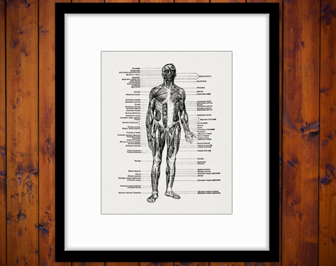 Digital Graphic Muscle Diagram Download Image Printable Illustration Antique Clip Art Jpg Png Eps HQ 300dpi No.2274