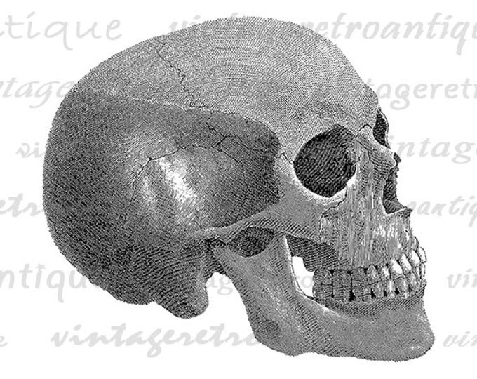 Skull Digital Image Printable Download Illustration Graphic Artwork Vintage Clip Art Jpg Png Eps HQ 300dpi No.2187