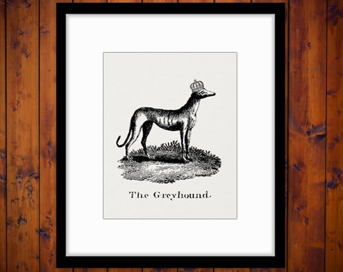 Printable Digital Greyhound with Crown Download Dog Graphic Illustration Image Vintage Clip Art Jpg Png Eps HQ 300dpi No.1082