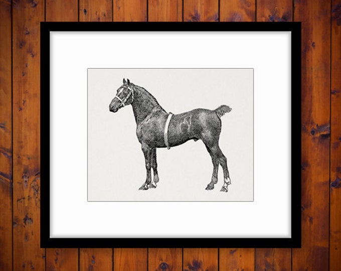 Printable Image Hackney Stallion Horse Download Graphic Digital Vintage Clip Art Jpg Png Eps HQ 300dpi No.3131