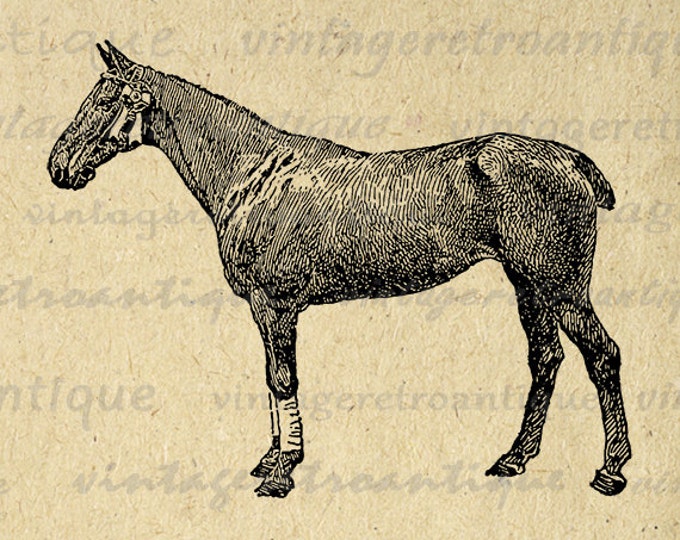 Polo Horse Printable Graphic Image Download Illustration Digital Antique Clip Art Jpg Png Eps HQ 300dpi No.3498