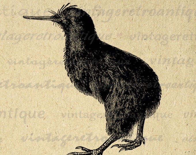 Kiwi Bird Digital Image Printable Download Graphic Artwork Antique Clip Art for Transfers Printing etc HQ 300dpi No.2738