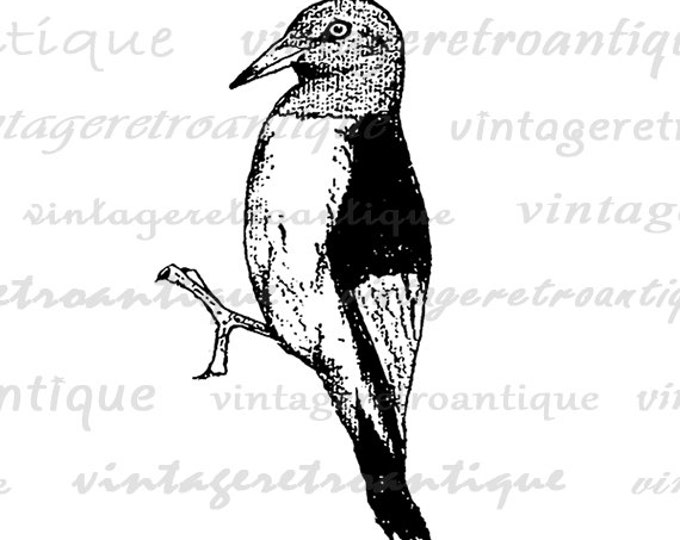 Antique Bird Graphic Digital Download Vintage Woodpecker Image Printable Clip Art Jpg Png Eps HQ 300dpi No.254