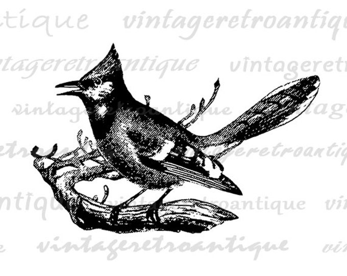 Digital Image Bluejay Download Bird Printable Antique Graphic Vintage Clip Art Jpg Png Eps HQ 300dpi No.137