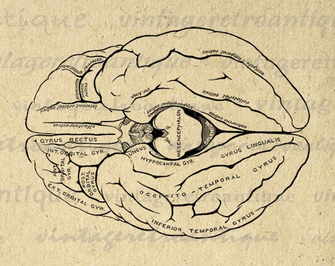 Printable Brain Diagram Digital Image Download Graphic Illustration Vintage Clip Art Jpg Png Eps HQ 300dpi No.2259