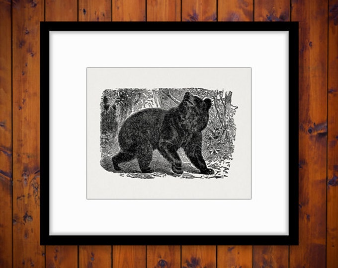 Digital Graphic Black Bear Image Printable Download Artwork Antique Clip Art Jpg Png Eps HQ 300dpi No.2645