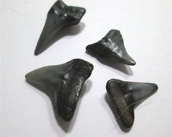 4 Sharks Teeth from Myrtle Beach