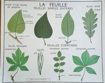 French school poster - vintage French poster - vintage poster - French poster - gardening gift - gift for gardeners - botanical print