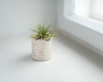 Birch Tree Air Plant Holder - Birch Log Succulent Pot - Rustic Home Decor - Thanksgiving Gift - Eco Friendly Desk Decor - Hygge Living Decor