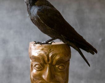 Taxidermy gothic, wiccan Jackdaw on a Bronzed Gargoyle