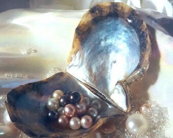 Akoya Pearl (IN STOCK) Inside a Real Oyster, Open Your Own Mermaid Gift