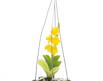 Dollhouse Miniatures Yellow Vanda Orchid with Wooden Orchid Basket
