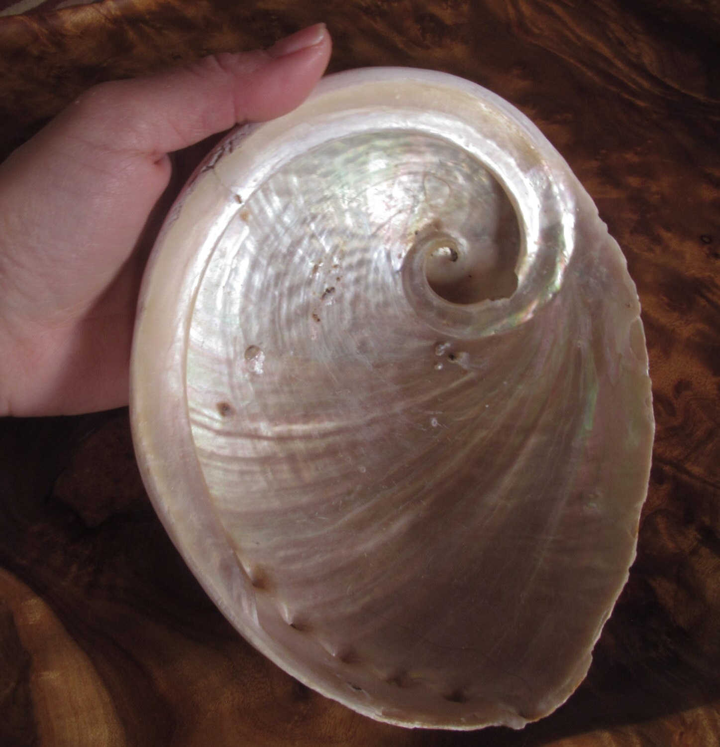 Natural Unpolished Large Abalone Shell dish Smudge bowl Large