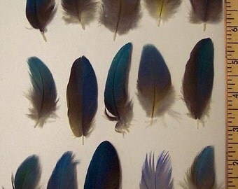 25 + 2 Free Blue Macaw & Parrot Feathers 2 to 7 inches CHOOSE YOUR SIZES!***