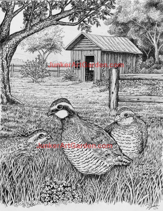 Items similar to Pen & Ink Quail Drawing, Country Quail Scene, Quail