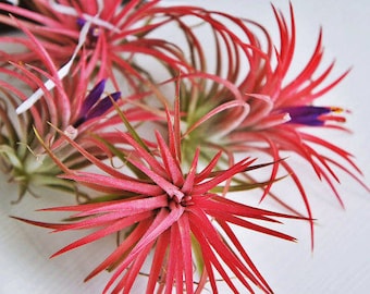 Tillandsia ionantha fuego, red air plant - red air plant - indoor outdoor garden/house plant colorful red/terrarium accessories