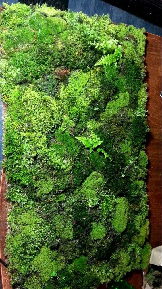 Live Moss Bath Mat 1824 by PunkaReinCustom on Etsy