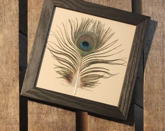 Peacock feather under framework / unique / the pen box