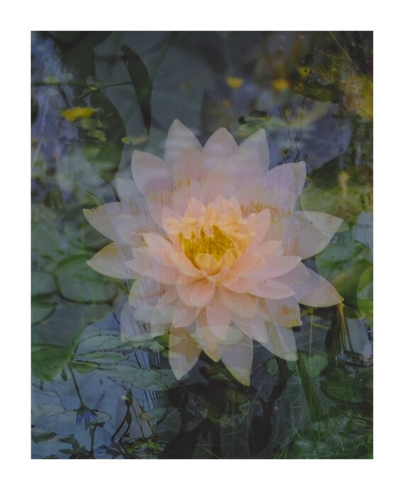 floating lotus nature photography. flower photography.
