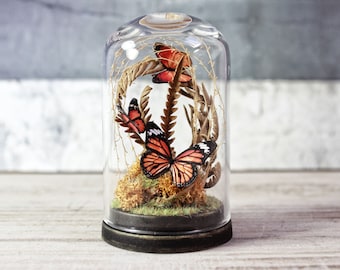 Butterflies in a Glass Dome Display - Faux Taxidermy Miniature -Natural History Gift - Biology and Science - 2.75 x 1.73 inches / 7 x 4,4 cm