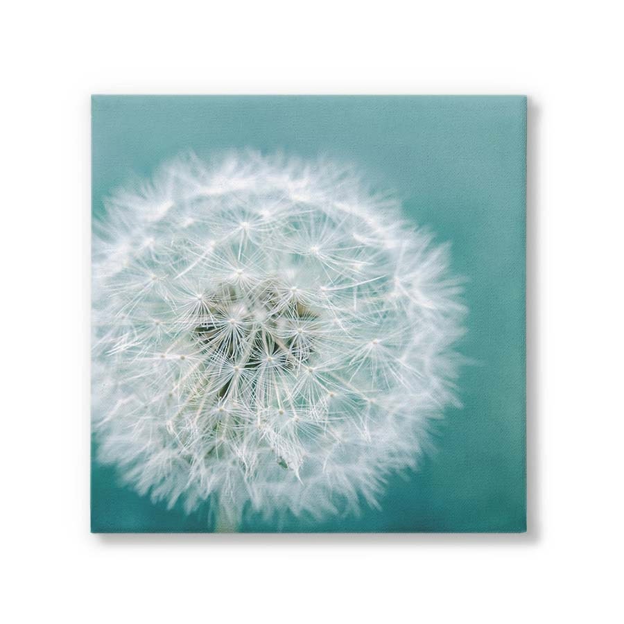 Teal Dandelion Canvas Wall Art Ready to Hang Canvas Print