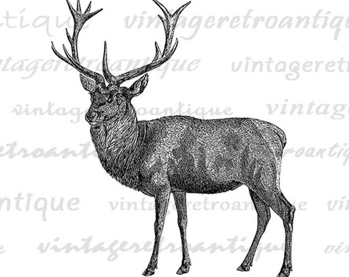 Printable Digital Deer Graphic Download Printable Deer Illustration Deer Image Animal Artwork Antique Clip Art Jpg Png Eps HQ 300dpi No.2107