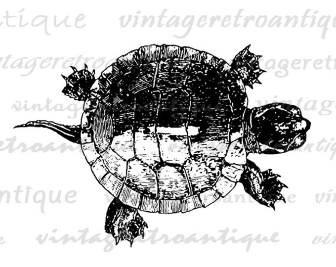 Printable Tortoise Turtle Graphic Download Illustration Digital Image Vintage Clip Art Jpg Png Eps HQ 300dpi No.3097