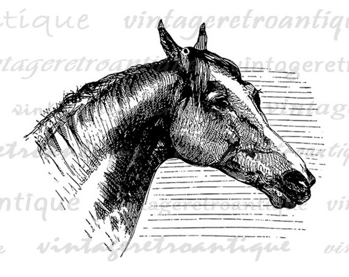 Printable Horse Diagram Image Graphic Digital Download Artwork Antique Clip Art Jpg Png Eps HQ 300dpi No.2277