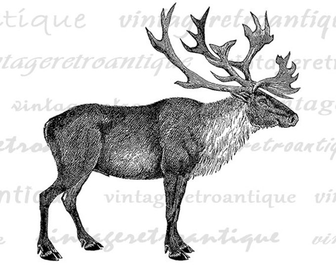 Printable Caribou Digital Image Graphic Download Artwork Vintage Clip Art Jpg Png Eps HQ 300dpi No.2141