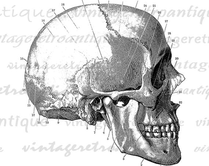 Digital Graphic Skull Diagram Download Printable Image Illustration Jpg Png Eps HQ 300dpi No.2255