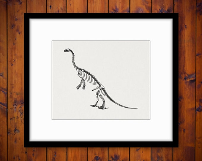 Digital Graphic Dinosaur Skeleton Image Download Printable Illustration Vintage Clip Art Jpg Png Eps HQ 300dpi No.2112