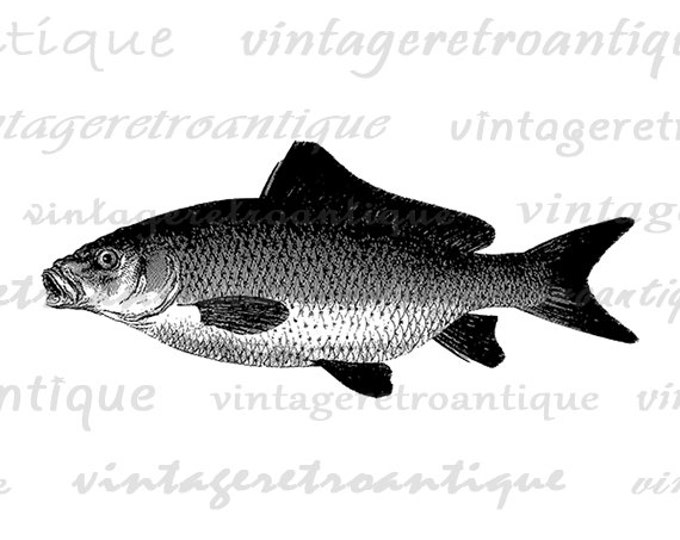 Carp Fish Graphic Digital Image Fish Download Fishing Printable Illustration Jpg Png Eps HQ 300dpi No.4302