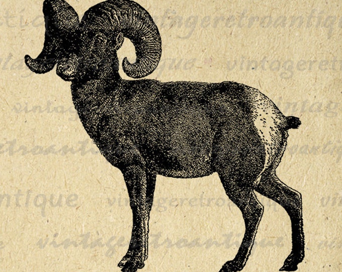 Printable Big Horn Sheep Graphic Digital Download Image Illustration Vintage Clip Art Jpg Png Eps HQ 300dpi No.2559