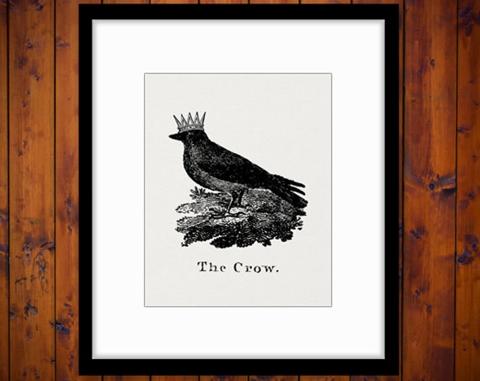 Crow with Crown Digital Image Graphic Bird Illustration Download Printable Vintage Clip Art Jpg Png Eps HQ 300dpi No.1036