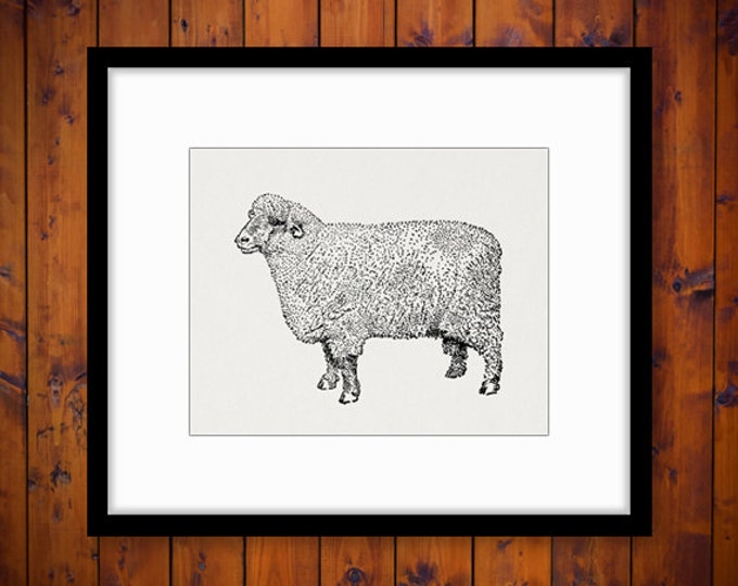 Oxford Down Ram Sheep Image Digital Download Graphic Printable Vintage Clip Art Jpg Png Eps HQ 300dpi No.3305