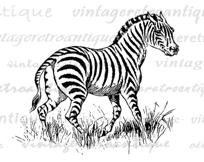 Printable Zebra Graphic Download Image Digital Jpg Png Eps HQ 300dpi No.662