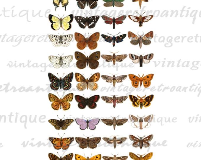 Printable Image Butterflies and Moths Collage Sheet Graphic Download Digital Antique Clip Art Jpg Png Eps HQ 300dpi No.3869