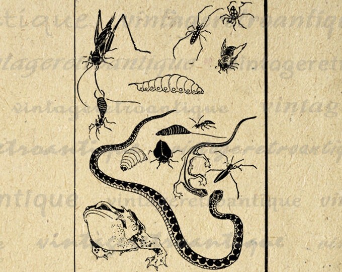 Digital Image Bugs and Snake Graphic Download Printable Artwork Jpg Png Eps HQ 300dpi No.2270