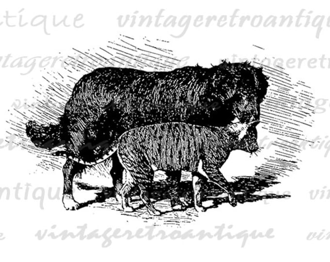 Digital Image Cat and Dog Printable Illustration Graphic Download Vintage Clip Art Jpg Png Eps HQ 300dpi No.3190