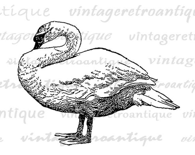 Printable Swan Bird Graphic Download Illustration Image Digital Antique Clip Art Jpg Png Eps HQ 300dpi No.3235