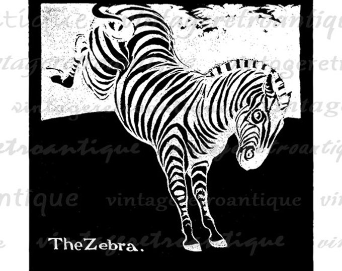 Printable Image Zebra Illustration Graphic Digital Download Antique Clip Art Jpg Png Eps HQ 300dpi No.3368