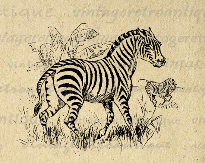 Antique Zebra Image Printable Graphic Digital Download Vintage Clip Art for Transfers Printing etc Jpg Png Eps HQ 300dpi No.691